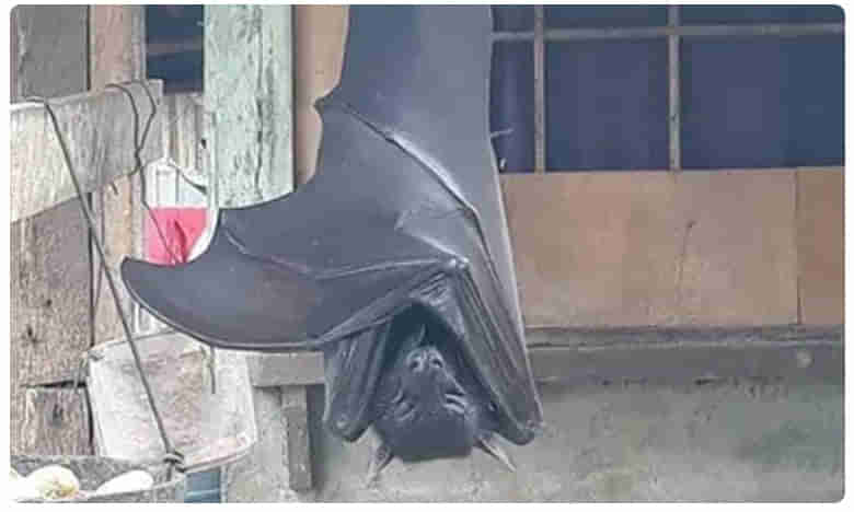 మనిషంత గబ్బిలం.. ఫోటోలు వైరల్..