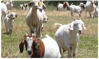 కోహ్లీకి విరుద్ధ ప్రయోజనాల సెగ.. బీసీసీఐలో ఫిర్యాదు..