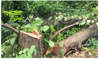 దుమ్మురేపుతున్న ‘రోపోసో’.. రెండు రోజుల్లోనే 2 కోట్లకు పైగా యూజర్లు..