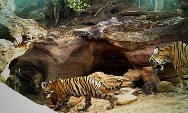 ఆ జిల్లా ‘పెద్దపులుల సంతానోత్పత్తి’ కేంద్రం!