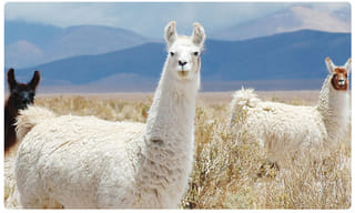 జిల్లా జైళ్లశాఖ కీలక నిర్ణయం..కోవిడ్‌ కారాగారంగా పీలేరు సబ్‌జైల్‌