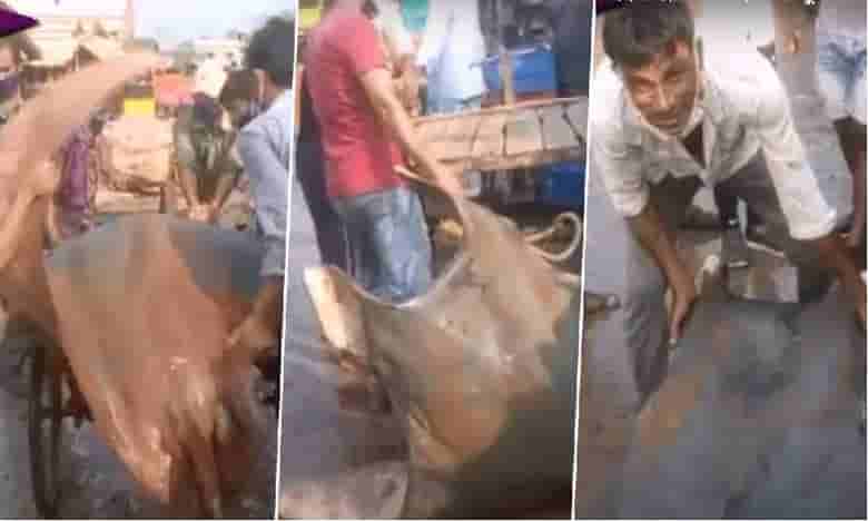 జాలర్లకు చిక్కిన ఆ భారీ చేప ధర ఎంతంటే..!