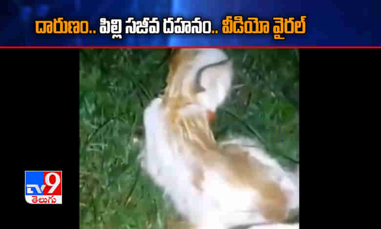 పిల్లి సజీవ దహనం.. నిందితుడి వివరాలు చెబితే 50వేల నజరానా