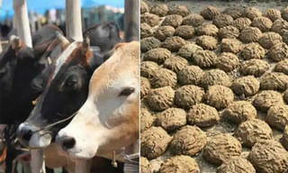 క్యూట్ బేబీ కటింగ్‌తో వైరల్ అవుతోన్న ఏనుగు..