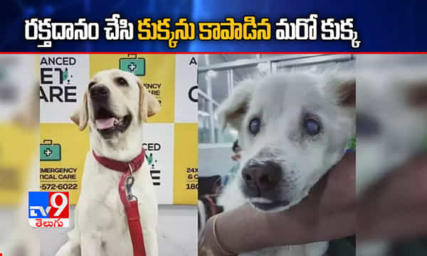 రక్తదానం చేసి కుక్కను కాపాడిన మరో కుక్క