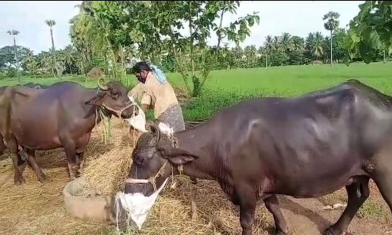 పాడిపశువులకు కరోనా భయం..! రైతు వినూత్న ఆలోచన