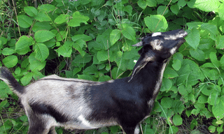 Breaking: ఏపీలో 50 వేలు దాటిన కరోనా కేసులు..