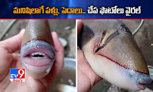 మనిషిలాగే పళ్లు, పెదాలు.. చేప ఫొటోలు వైరల్