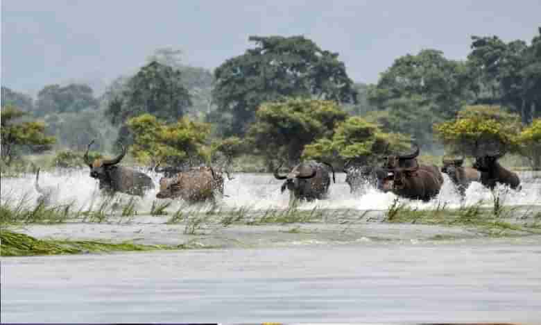 అస్సాంలో భారీ వరదలు: 91 మంది మృతి.. 123 మూగజీవాలు బలి