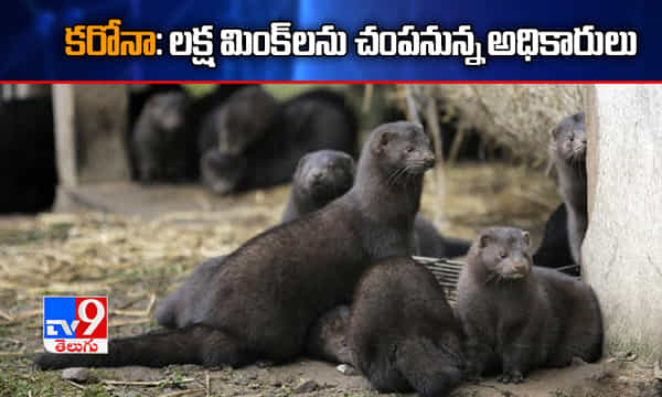 కరోనా: లక్ష మింక్లను చంపనున్న అధికారులు