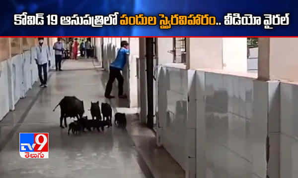 కోవిడ్ 19 ఆసుపత్రిలో పందుల స్వైరవిహారం.. వీడియో వైరల్