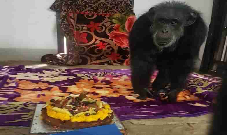 ఘనంగా జూ పార్క్ చింపాంజీ పుట్టిన రోజు