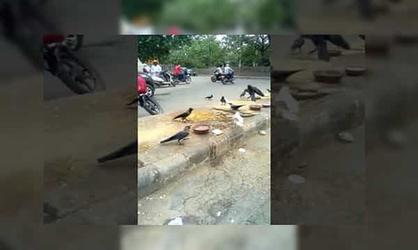 వైరల్ వీడియో: దేశ రాజధాని వీధుల్లో కావ్ కావ్ అంటోన్న తెల్ల కాకి..