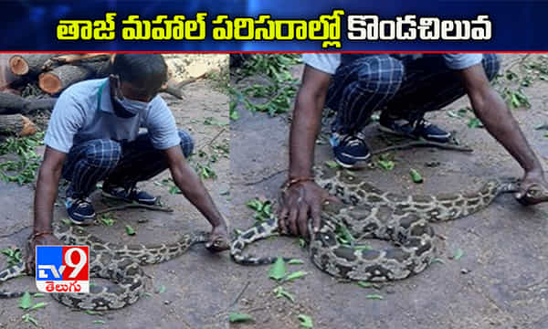 తాజ్మహాల్ పరిసరాల్లో ఏడడుగుల కొండచిలువ