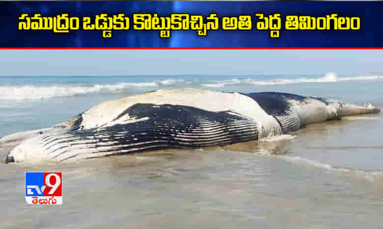 సముద్రం ఒడ్డుకు కొట్టుకొచ్చిన అతి పెద్ద భారీ తిమింగలం