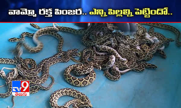 వామ్మో రక్త పింజర.. ఎన్ని పిల్లల్ని పెట్టిందో చూడండి..!