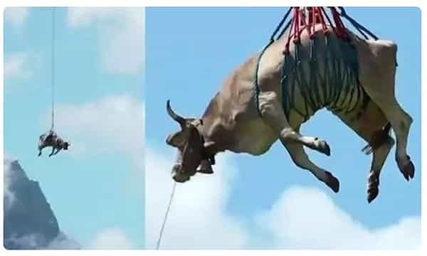 గోమాతకు గాయం, హెలికాప్టర్ ద్వారా తరలించిన రైతు