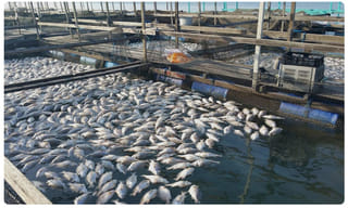 తీవ్రస్థాయిలో విరుచుకుపడ్డ సోనియా