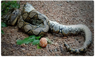 మళ్లీ డ్రాగన్ తప్పుడు పనులు