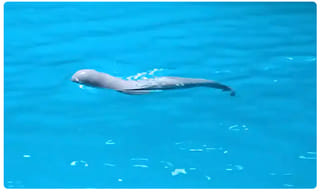 భారీ సిక్సర్‌తో బద్ధలైన సొంత కారు అద్దాలు