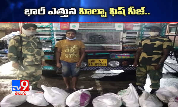 భారీ ఎత్తున పట్టుబడ్డ హిల్షా ఫిష్