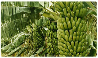 కరోనాతో మృతి చెందాడంటూ.. ఎన్నారై నుంచి 85వేలు వసూలు