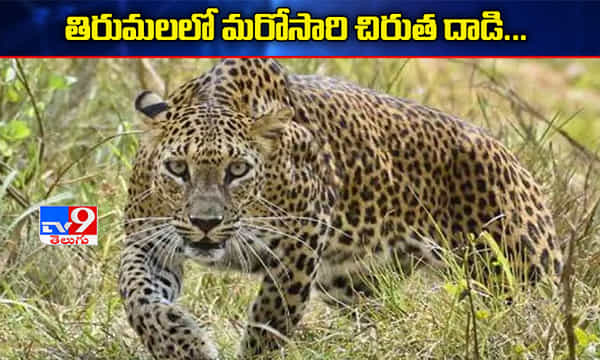 తిరుమలఘాట్ రోడ్డులో ద్విచక్ర వాహనదారులపై చిరుత దాడి
