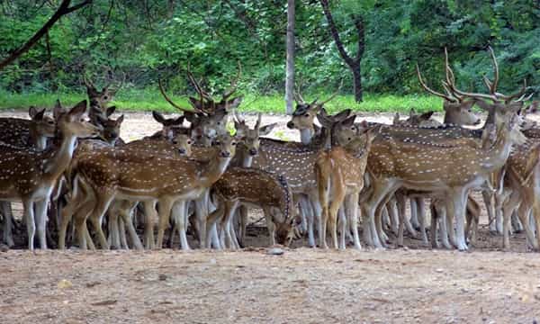 ఉప్పొంగుతున్న గోదావరి.. గ్రామాల్లోకి జింకలు