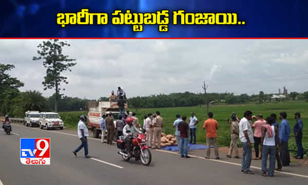 ఒడిషాలో భారీగా గంజాయి పట్టివేత