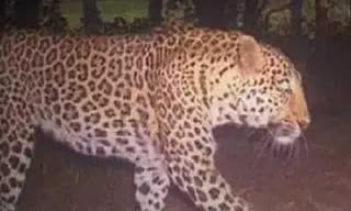 సీఎంఆర్‌ఎఫ్ చెక్కుల స్కాం.. ప్రొద్దుటూరు కేంద్రంగా సాగిన కుంభకోణం