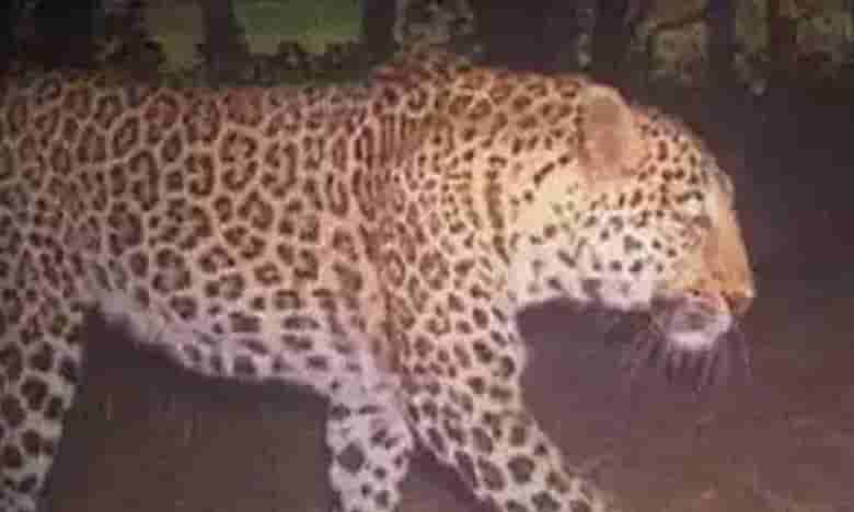 హైదరాబాద్ శివార్లలో చిరుత సంచారం...అధికారుల హెచ్చరికలు