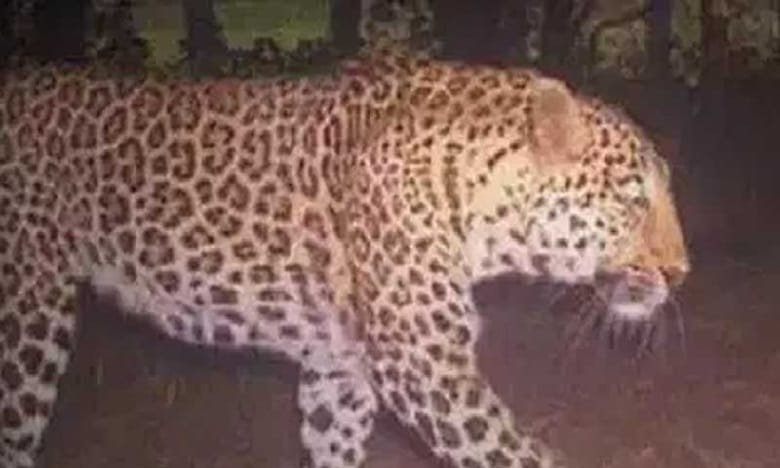 హైదరాబాద్ శివార్లలో చిరుత సంచారం...అధికారుల హెచ్చరికలు