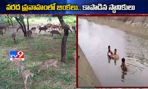 వరద ప్రవాహంలో చిక్కుకున్న జింకలు...