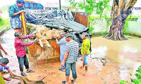 మూగ రోదన... పరిమితికి మించి పశువులు..