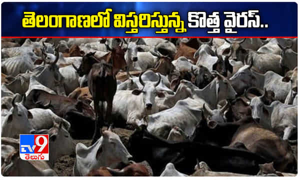 తెలంగాణలో విస్తరిస్తున్న కొత్త వైరస్.. ఆందోళనలో రైతులు..