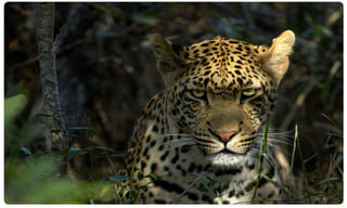 పాకిస్తాన్‌లో పేలుడు.. 5గురు మృతి.. 10మందికి గాయాలు!