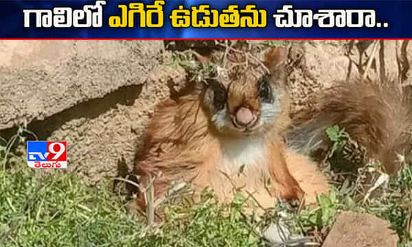 ఇదిగో.. ఎగిరే ఉడుత