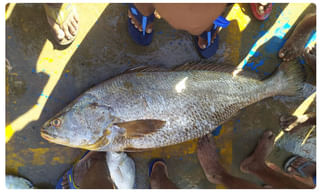 గ్రేటర్ ఎన్నికలపై కమలం గురి !