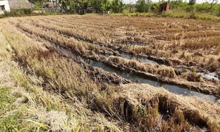 కరోనా వ్యాక్సిన్ సమర్ధతపై ఐసిఎంఆర్ డీజీ ఆసక్తికర వ్యాఖ్యలు