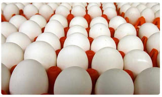 మత్స్యకారుల వలలో భారీ కొండచిలువ