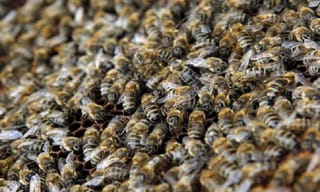 ‘బుజ్జి కుక్క’! ఫుడ్ చూస్తే ఆనందంతో ‘నవ్వేస్తుంది’ !