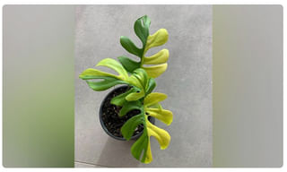 ఫేస్ బుక్ కి కోపం వచ్చింది