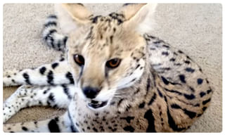 కారు బీభత్సం… ప్రేమజంట దుర్మరణం..