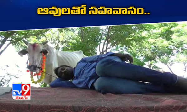 కోవిడ్ ఫ్రీ కోసం..ఆవులతో సహవాసం చేస్తున్న యువకుడు