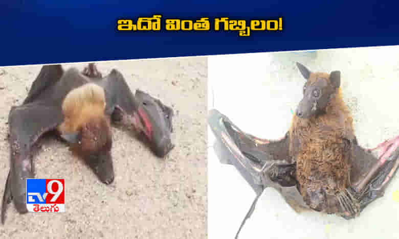 కుక్కను పోలిన గబ్బిలం!..ఎప్పుడైనా చూశారా..?