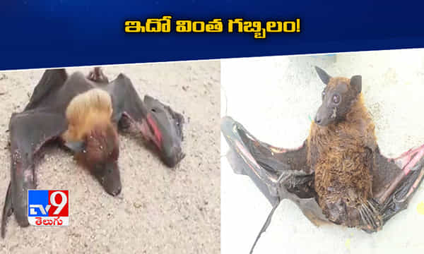 కుక్కను పోలిన గబ్బిలం!..ఎప్పుడైనా చూశారా..?
