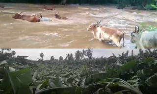 త్రిపుర సీఎం విప్లవ్‌దేవ్‌కు అసమ్మతి సెగ!