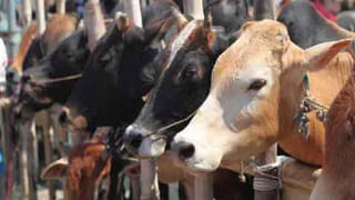 ఆ ఇద్దరిలో ఒకరే బిగ్ బాస్ సీజన్ 4 టైటిల్ విజేత.. జోస్యం చెప్పిన కౌశల్..