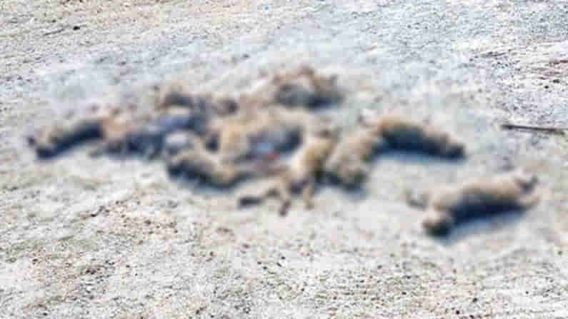 దారుణం: గోనె సంచుల్లో 60 కోతుల కళేబరాలు.. విషం పెట్టి చంపి ఉంటారని అనుమానం..