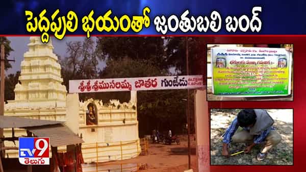 పెద్దపులి భయంతో జంతు బలి బంద్.. మహబూబాబాద్ జిల్లాల్లో వణుకుతున్న జనం.. అమ్మవార్లకు కరవైన జంతుబలులు